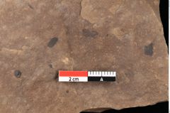 Foto (Detailansicht) von Smilax coriacea Ettingshausen (NHMW-GEO-2024-0188-0401)